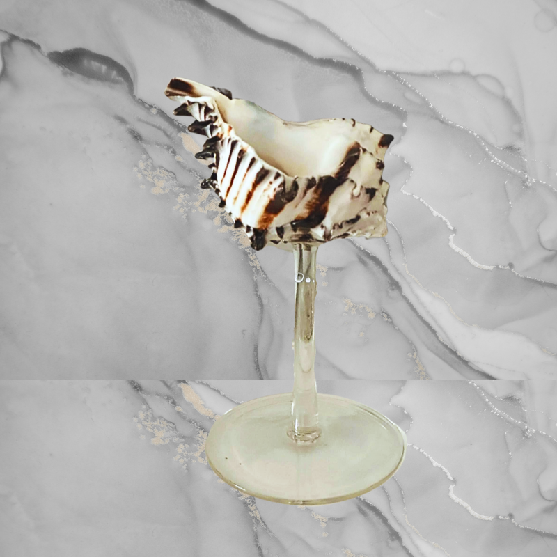 Striped Conch Shell - Acrylic Pedestal